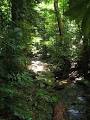 Daintree Rainforest - Wikipedia, the free encyclopedia