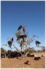 why goats climb