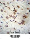 GABRA6 Antibody (