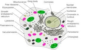 Eukaryotic Cell