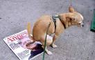 Landlords use dog-poop DNA tests to track down owners
