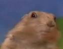  Dramatic Chipmunk / Drama Prairie Dog | Know Your Meme