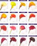 Calla Lily Bulbs, Zantedeschia Tubers in all Calla Lilly Colors
