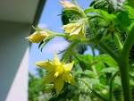 Tomatoes go well with oregano. - via Daymix