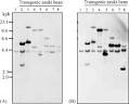 Isolation of two    amylase inhibitor genes of tepary bean