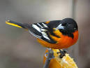 Baltimore Oriole (east) — Celebrate Urban Birds
