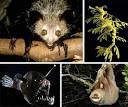 74 Most Exotic and Amazing Animal Species | WebEcoist