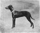 Chapter XLVII. The Black-And-Tan Terrier