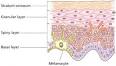 <b>melanocytes</b>-1.jpg