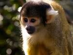 Primate, Squirrel monkey, - via Daymix