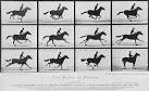 Eadweard Muybridge - via Daymix