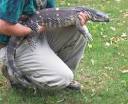Lizards
