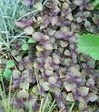 <b>Perilla frutescens</b>
