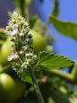Nepeta - Wikipedia, the free encyclopedia