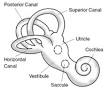 Benign paroxysmal positional vertigo - Wikipedia, the free ...