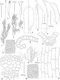 Image result for Symblepharis fragilis