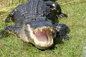 http://www.crocodopolis.net/warning.jpg