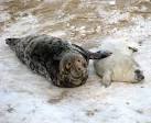 can be seen on the beach giving birth to and looking after their pups. - via Daymix