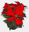 Euphorbia pulcherrima - Wikipedia, the free encyclopedia