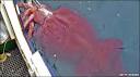 BBC - Earth News - Monster colossal squid is slow not fearsome ...