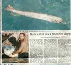 oar fish