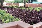Awards selection committee chooses Purple Ruffles basil (