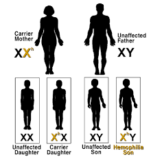 გენეტიკა - Genetika