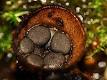 Fungus - Wikipedia, the free encyclopedia