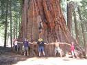 big trees | :: The Sequoia Travel Network ::