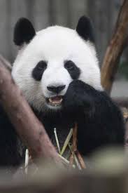 Information about Giant Panda Shu Lan | Panda News - ShuLan