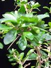 Kei Apple - <b>Flacourtiaceae</b>