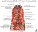 Dentistry and Medicine: Free Download Abdomen,Spleen,Liver Anatomy ...