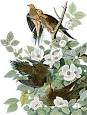 Birds of America