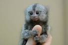 Funny Message Collection: Small Monkeys u ever seen