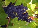 Italian Grapes, American Tastes: Assessing New World Aglianico and ...