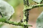 Insect Pest Control, Organic Pest Control, Articles and Information