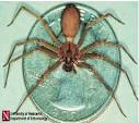 Brown Recluse