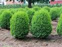 Dalma Heyn | Boxwood Blght