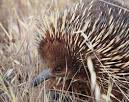 Echidna (Tachyglossus Aculeatus) - Animals - A-Z Animals - Animal ...