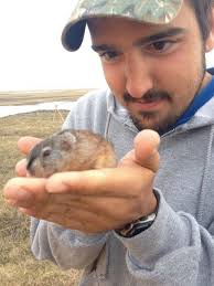 Zoology student Alfredo Soto examines a lemming on the coastal plain of the Arctic National Wildlife Refuge. / Courtesy U.S. Fish and Wildlife Service - Lemmings_Student