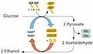 Cellular metabolism and fermentation 
