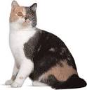 domestic cat: domestic shorthair -- Kids Encyclopedia | Children's ...