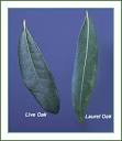 LIVE OAK