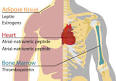Endocrine system - Wikipedia, the free encyclopedia