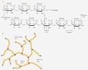 Glycogen