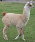 LLAMA (Lama Glama) - Animals - A-Z Animals - Animal Facts.