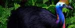 Daintree Rainforest, Great Barrier Reef, Daintree River