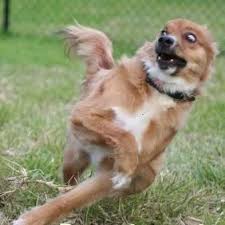 images?q=tbn:ANd9GcTq4pWXA3sQO3JLOC7AkyiYm0nCSM4VAjcEGP7dSpyqOeL_RSsy