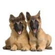 Belgian Tervuren Breed Information &amp; Pictures (Belgian Shepherd ...