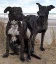 Dog breeds in the Canary Islands &amp; their appearance on the ...